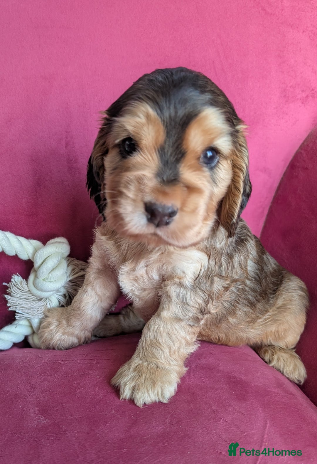 Cocker Spaniel dogs for sale: K C Reg, Cocker spaniel Sable boy - Advert 3