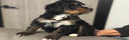 Bernedoodle dogs for sale: F1 BERNADOODLE BOYS AND GIRLS - Advert 6