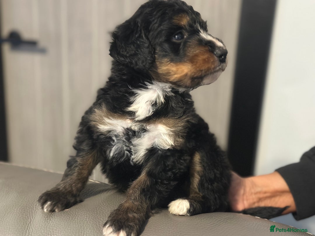 Bernedoodle dogs for sale: F1 BERNADOODLE BOYS AND GIRLS - Advert 6