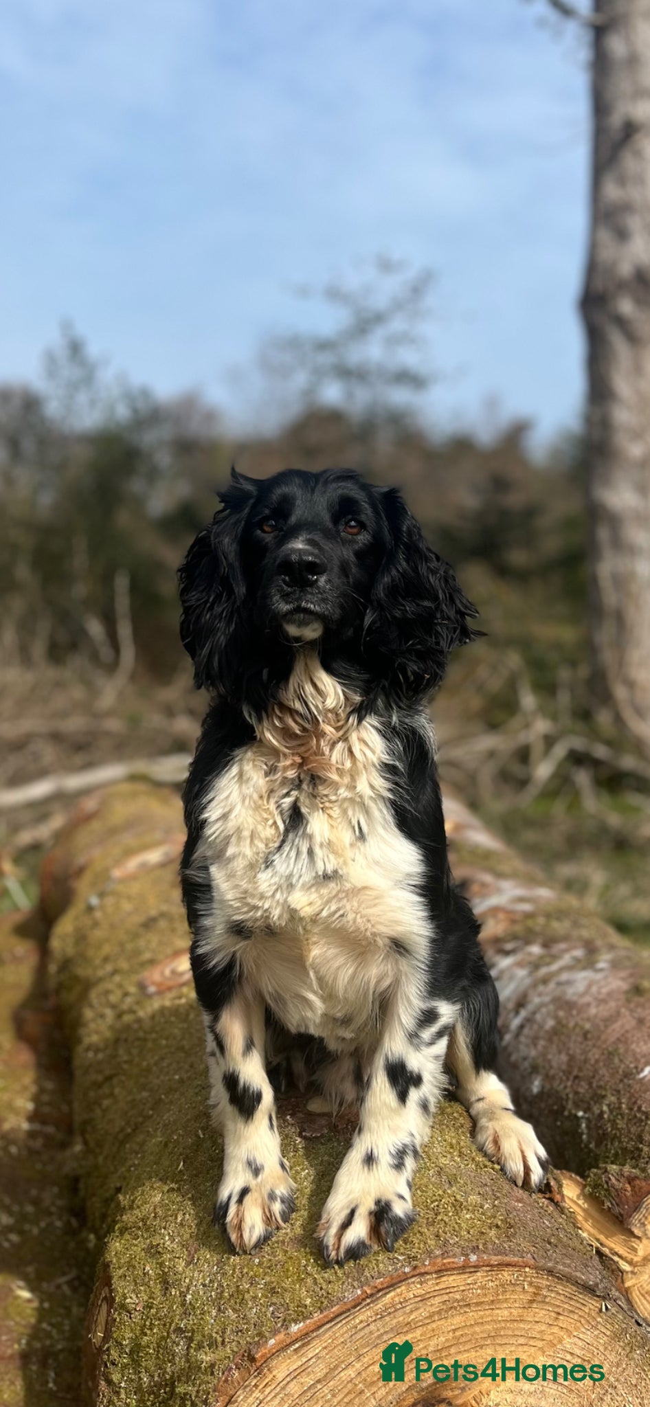 English Springer Spaniel dogs KC Registered Working Springer Spaniel For Stud - Advert 9