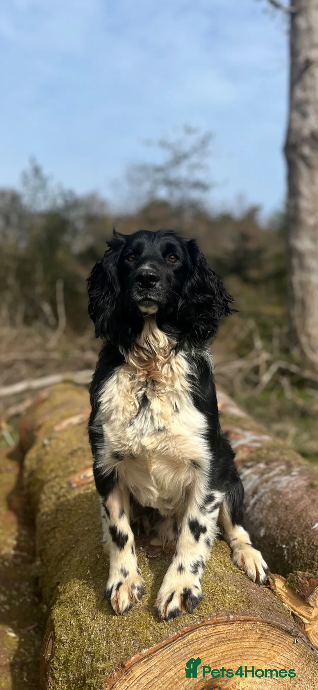 English Springer Spaniel dogs for stud: KC Registered Working Springer Spaniel For Stud - Advert 1