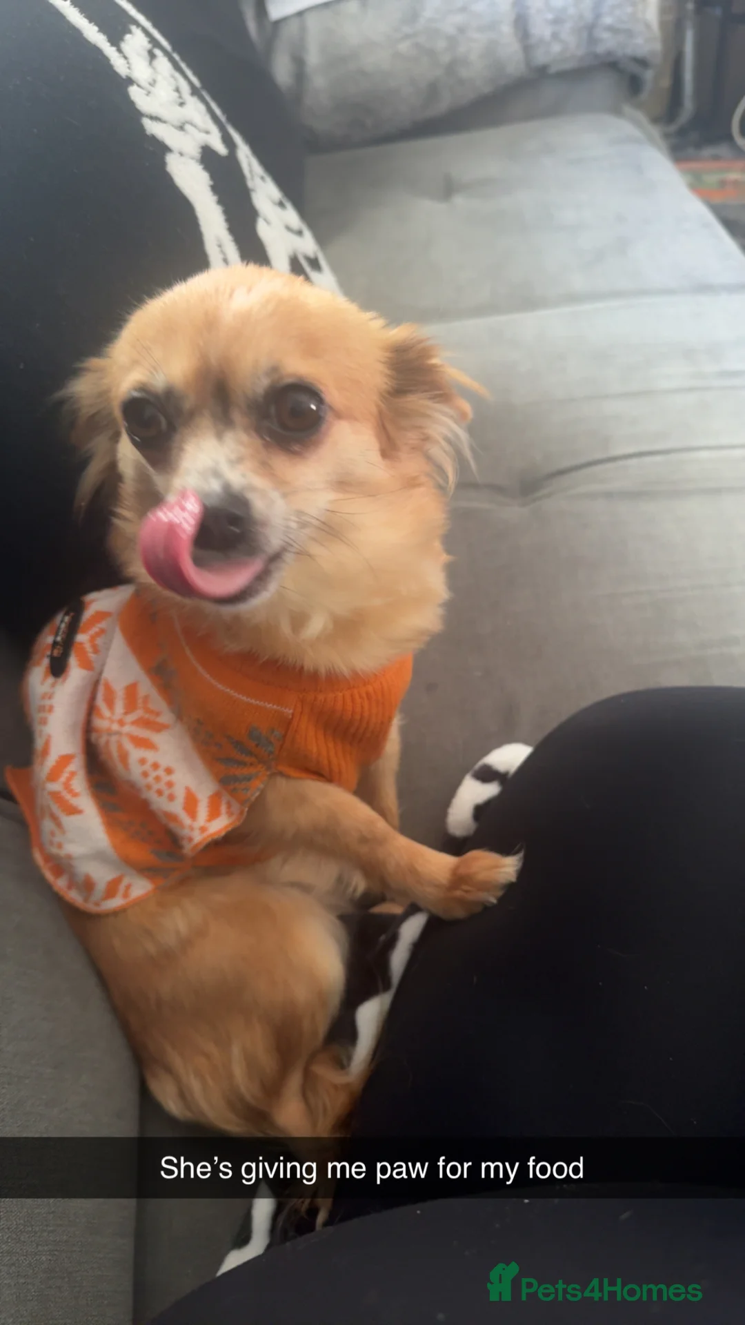 Chihuahua dogs for sale: Long haired chihuahua  in London - Advert 2