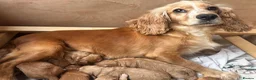 Cockapoo dogs for sale: F1 Cockapoo Puppies  in Axbridge - Advert 8