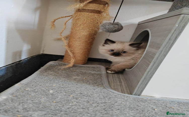 Ragdoll cats - Advert 15