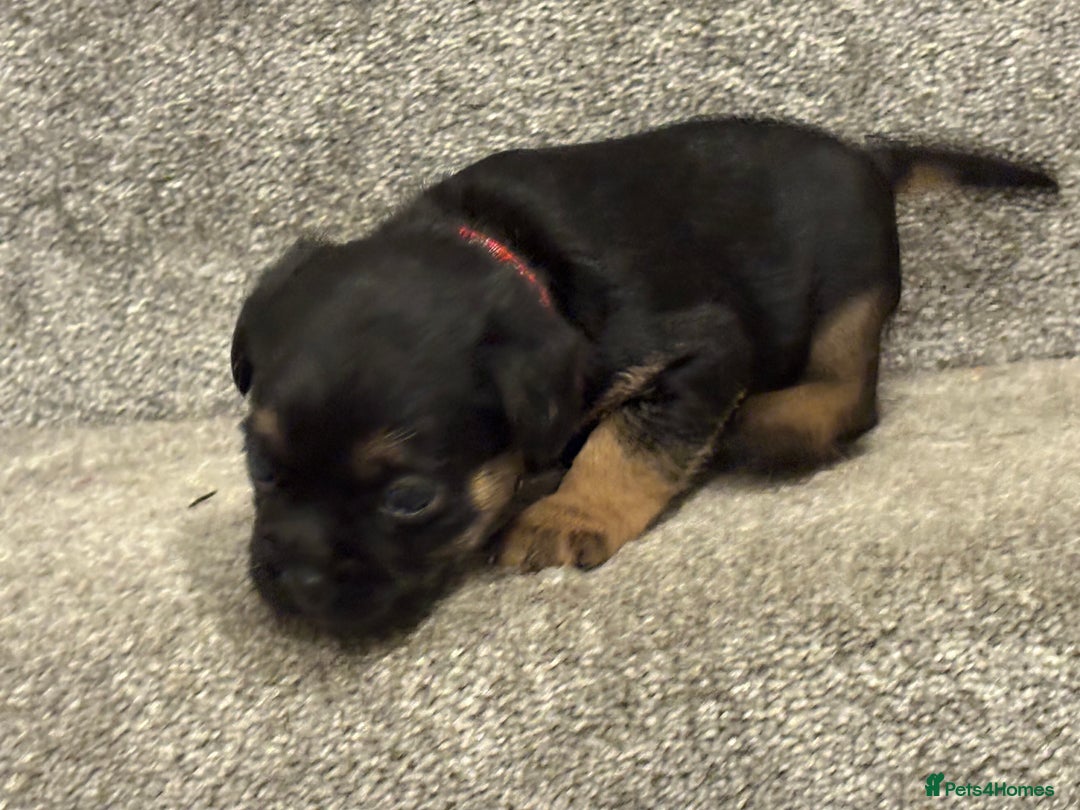 Border Terrier dogs for sale: Poppys pups! KC border terriers. Ready 4  **   - Advert 13