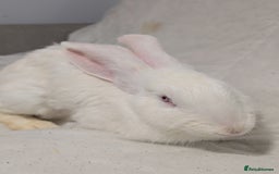 Mixed Breed rabbits for sale: New seller of rabbits - Image 3