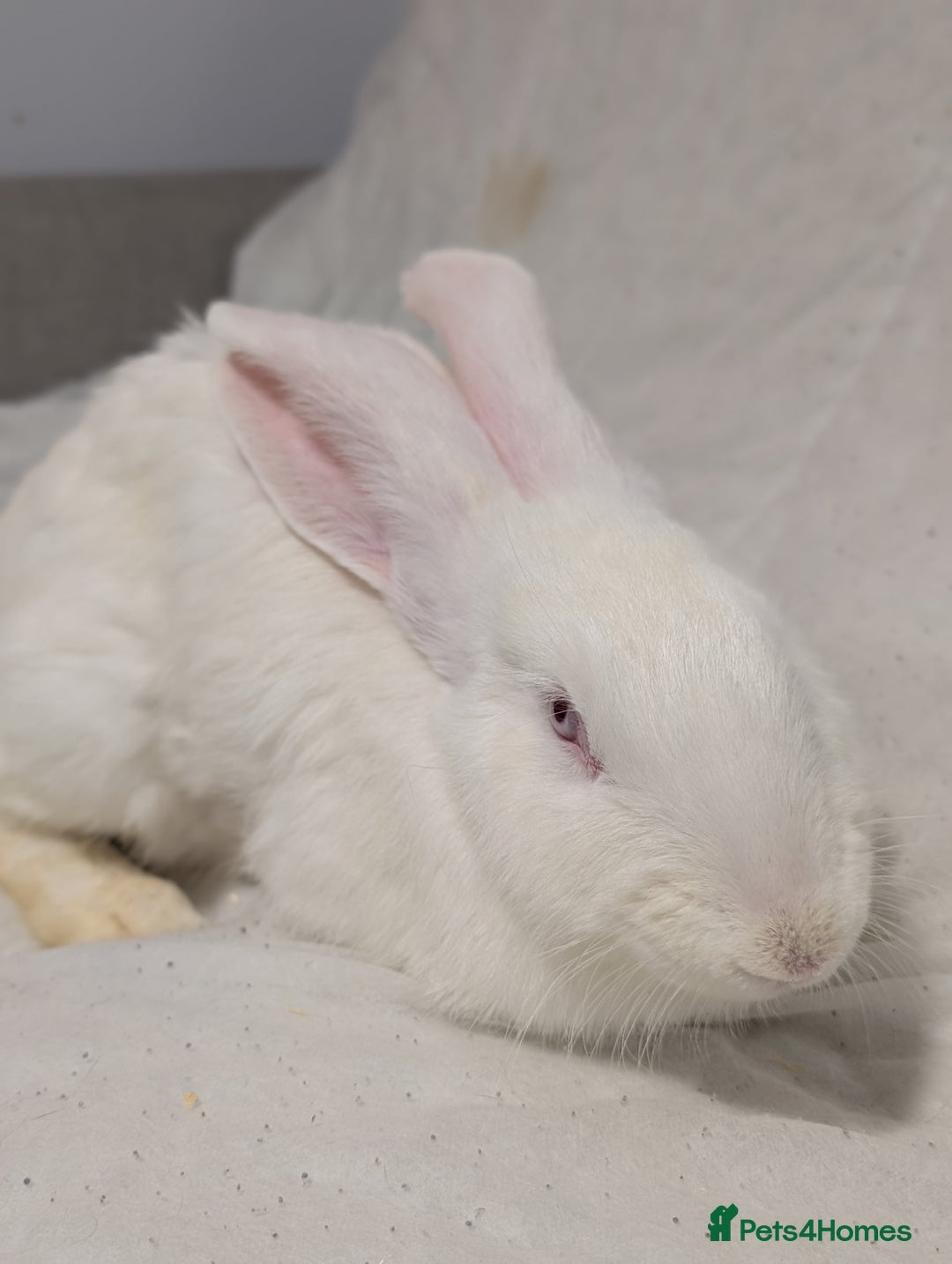 Mixed Breed rabbits for sale: New seller of rabbits - Image 3