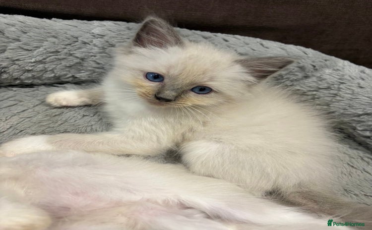 Ragdoll cats - Advert 3