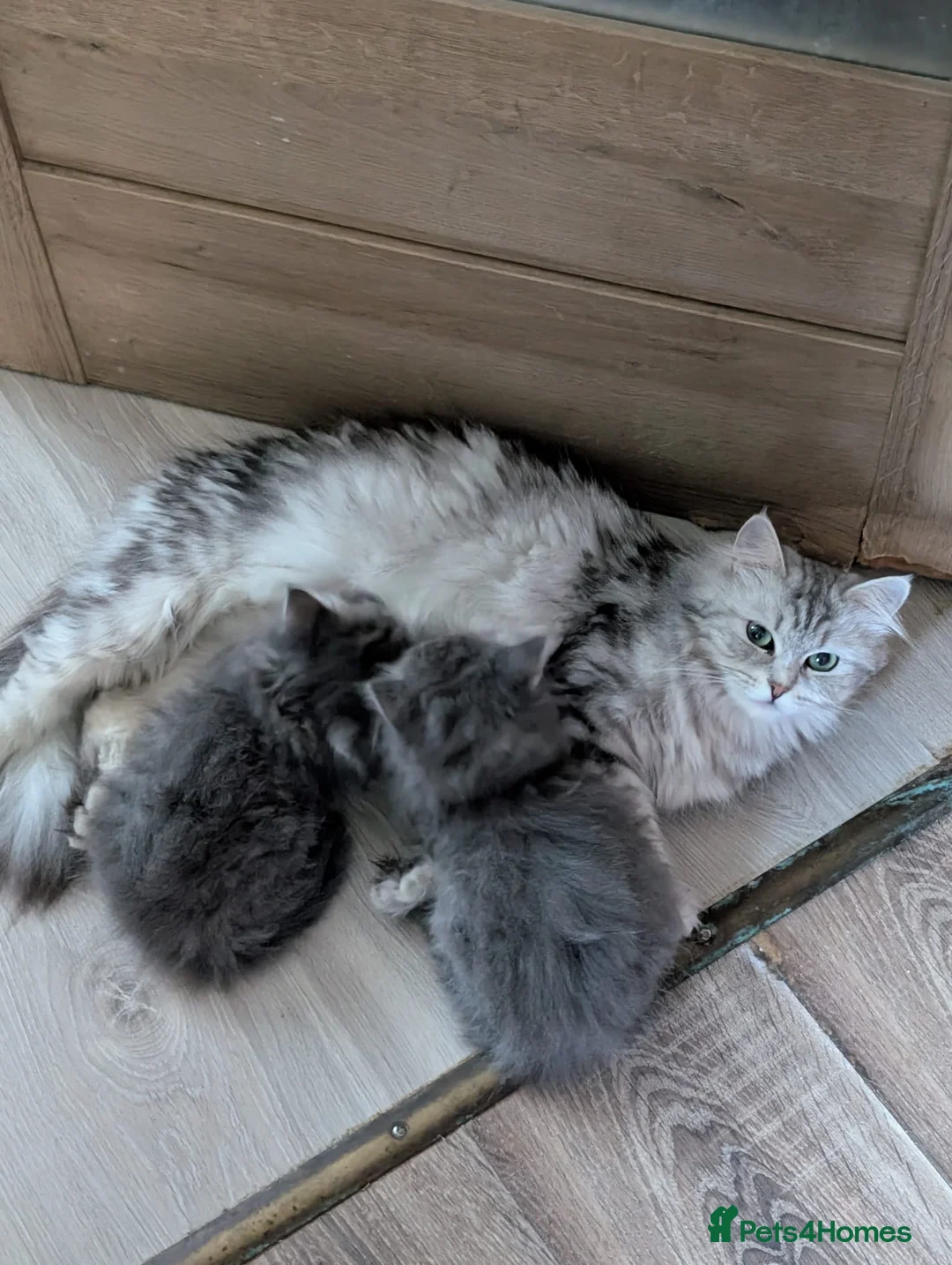 Siberian cats for sale: Beautiful Pure Siberian Kittens - Hypoallergenic - Advert 12