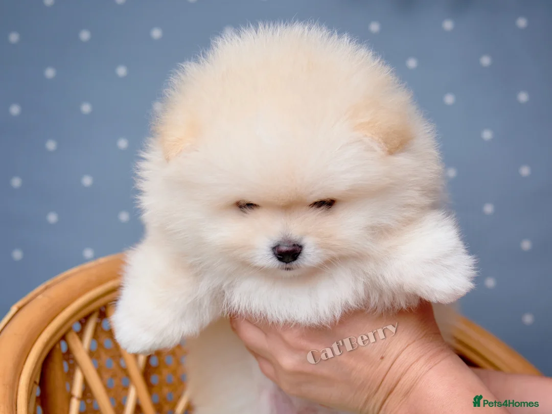 Pomeranian dogs for sale:  Pomeranian puppies. Last boy is still available - Advert 6