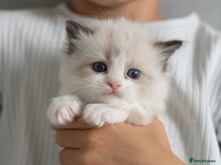 Ragdoll cats - Advert 3