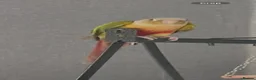 Conures birds for sale: Conure for sale  - Advert 5