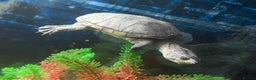 Turtle reptiles for sale: Meet Helen - looking for her forever home - Advert 1