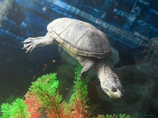 Turtle reptiles Meet Helen - looking for her forever home - Advert 9