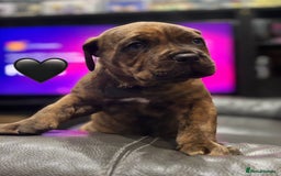 Cane Corso dogs for sale: Chunky Cane Corso Cross Pups – Ready Next Week! - Image 17