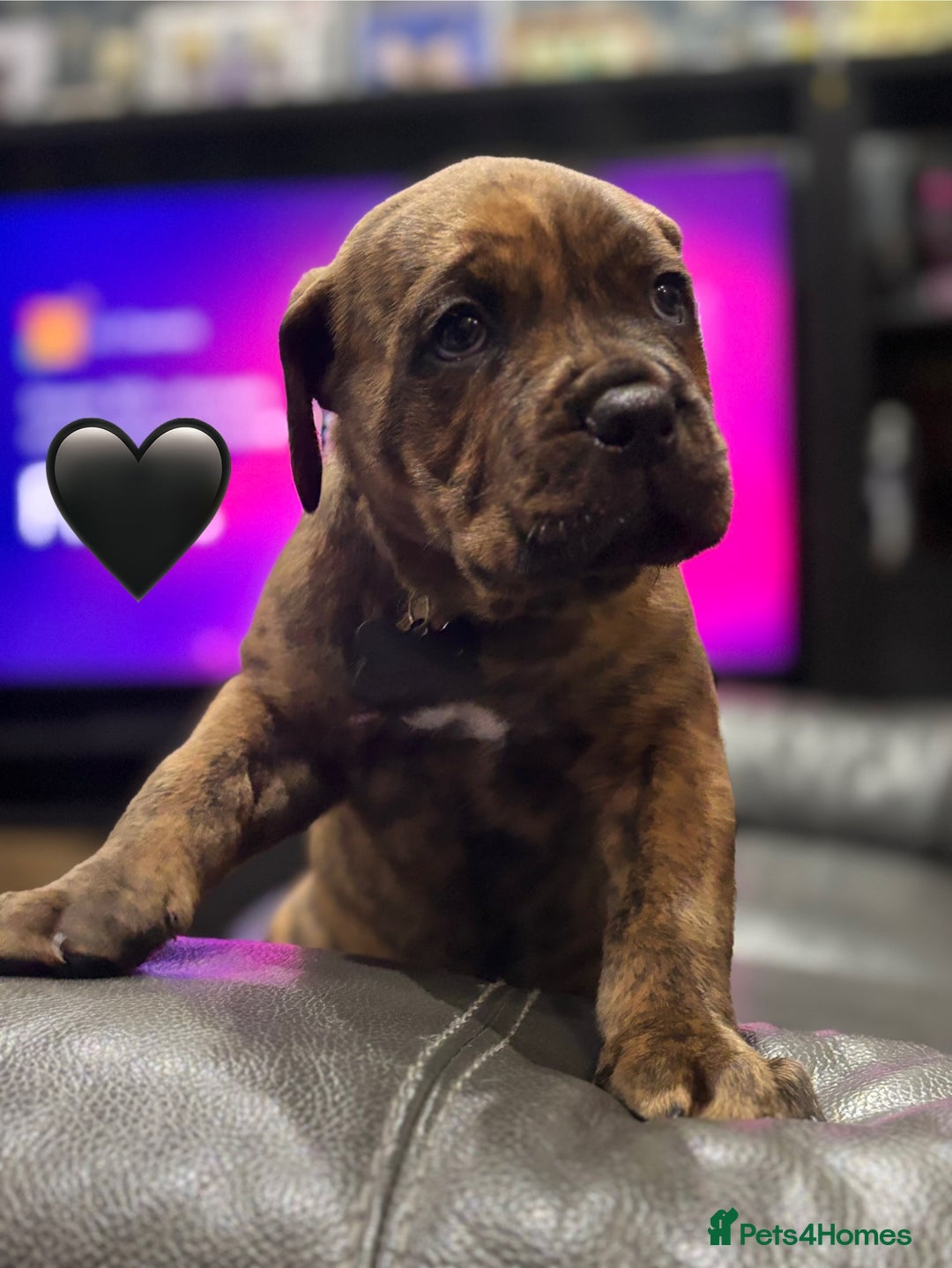 Cane Corso dogs for sale: Chunky Cane Corso Cross Pups – Ready Next Week! - Image 17