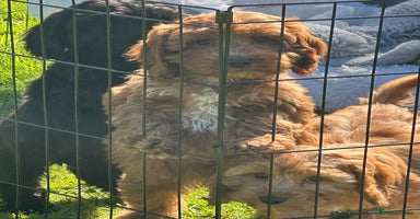 Cockapoo dogs - Advert 7