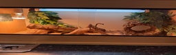 Leopard Gecko reptiles for sale: Leopard gecko and enclouse - Advert 3