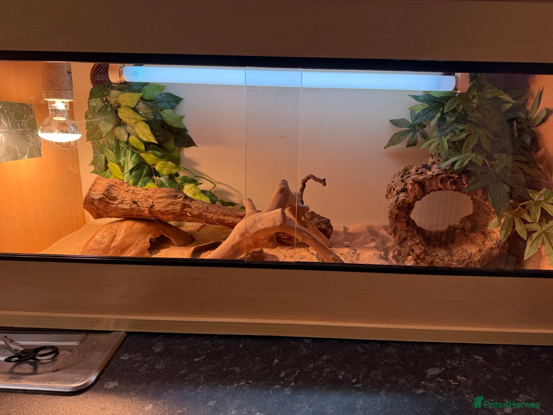 Leopard Gecko reptiles for sale: Leopard gecko and enclouse - Advert 3