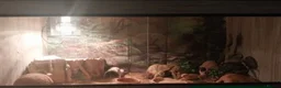 Leopard Gecko reptiles for sale: 3 leopard geckos+full setup - Advert 2