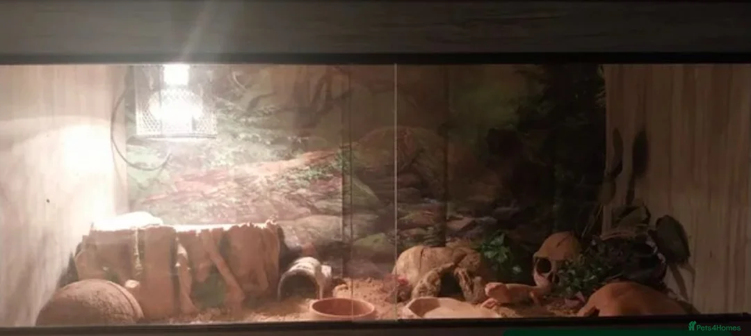 Leopard Gecko reptiles for sale: 3 leopard geckos+full setup - Advert 2