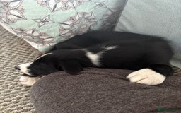 Border Collie dogs for sale: 12 week old Border Collie Male - Image 2