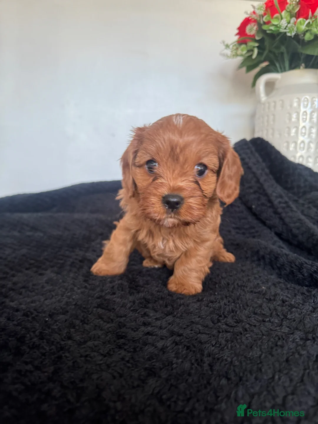 Cavapoo dogs for sale: ⭐️ BEAUTIFUL CAVAPOO PUPPIES⭐️ - Advert 2
