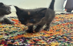 Maine Coon cats for sale: Half main coon kittens  - Image 10