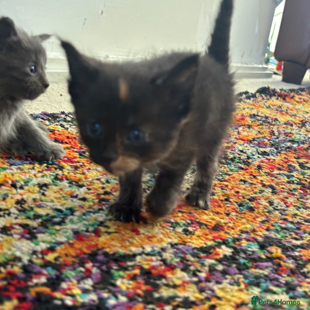 Maine Coon cats for sale: Half main coon kittens  - Image 10