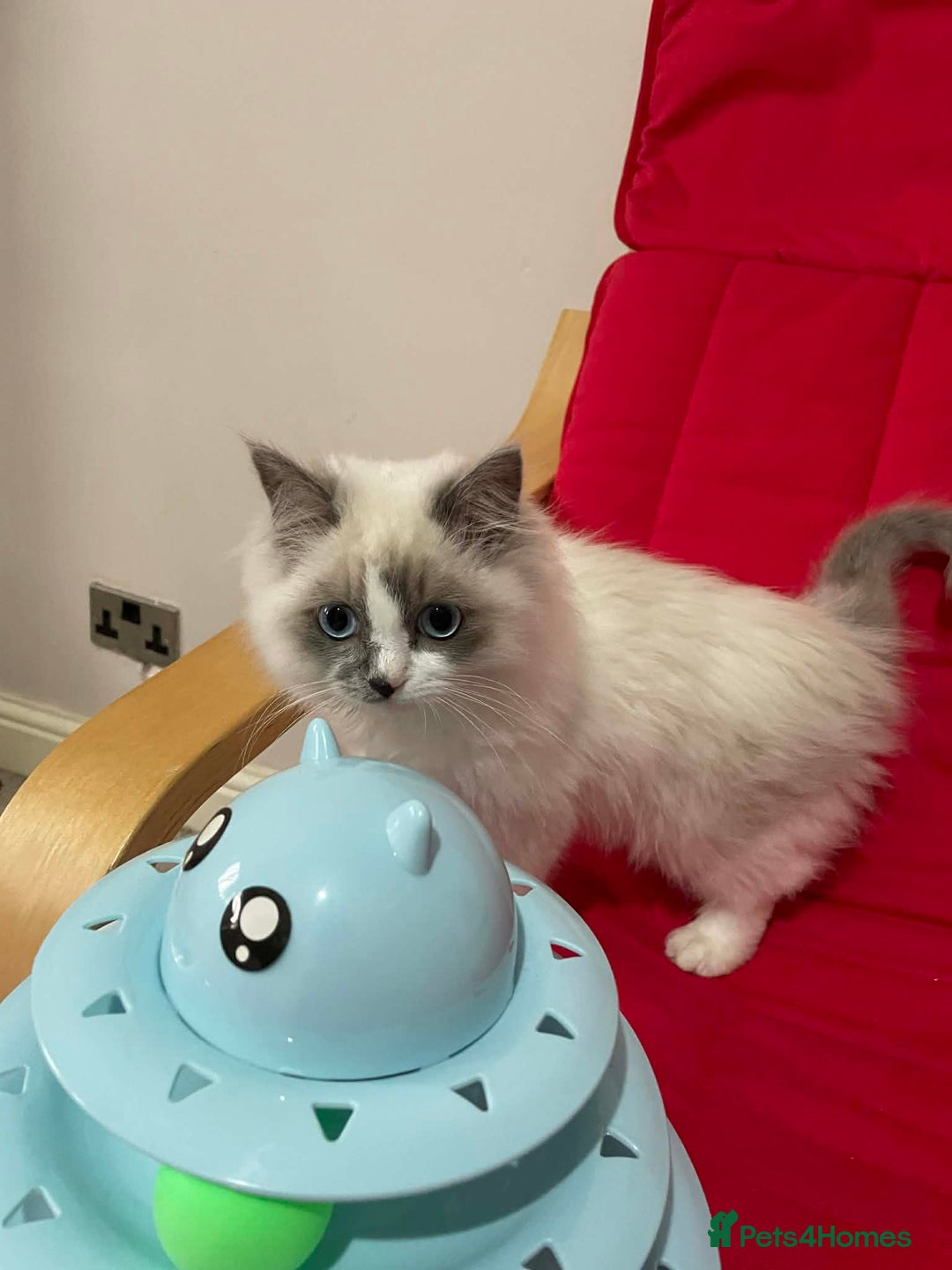 Ragdoll cats for sale: Ragdoll kitten for sale - Advert 2