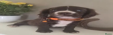Chocolate girl 