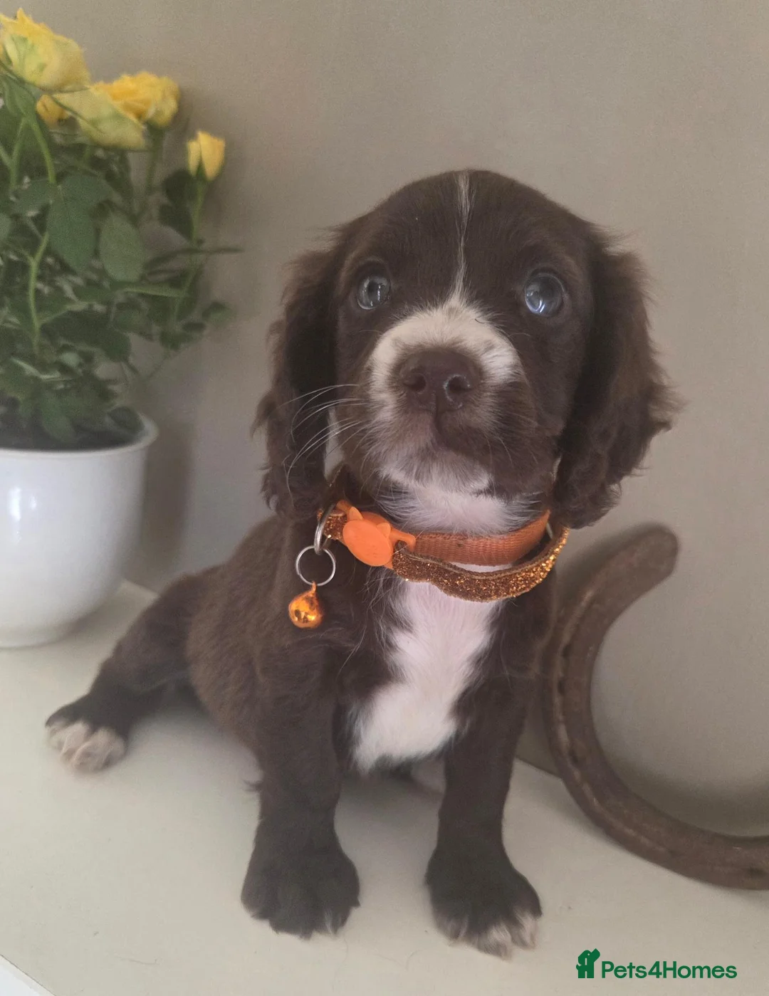Sprocker dogs for sale: A working accident  - Advert 2