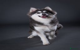 Pomsky dogs for stud: F3 Pomsky Stud (Blue and White) - Advert 1