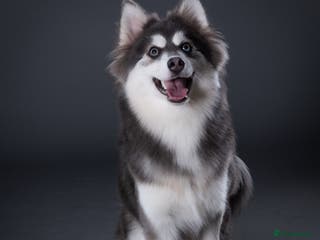 Pomsky dogs F3 Pomsky Stud (Blue and White) - Advert 2