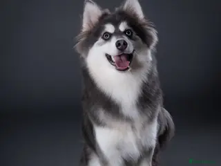 Pomsky dogs F3 Pomsky Stud (Blue and White) - Advert 1