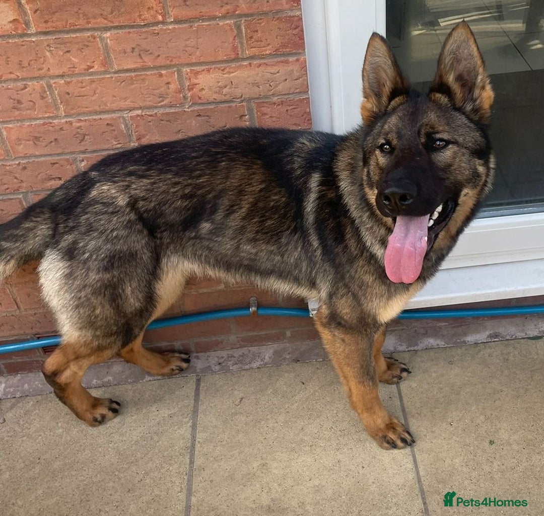 German Shepherd dogs for sale: *German Shepherd – 1 Year 6 Months Old* - Advert 4