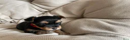 Yorkshire Terrier dogs for sale: Adorable Yorkshire Terrier Puppies 🐾❤️ - Advert 16