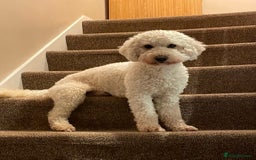 Yorkiepoo dogs for sale: 6 beautiful Yorkiepoo puppies , 5 girls and 1 boy  - Image 17