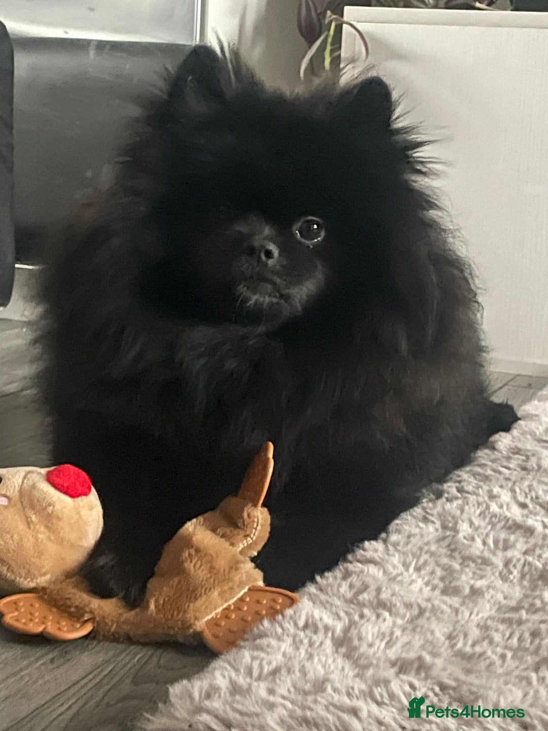 Pomeranian dogs for sale: Beautiful short legged teddy bear Pomeranian pups - Advert 8