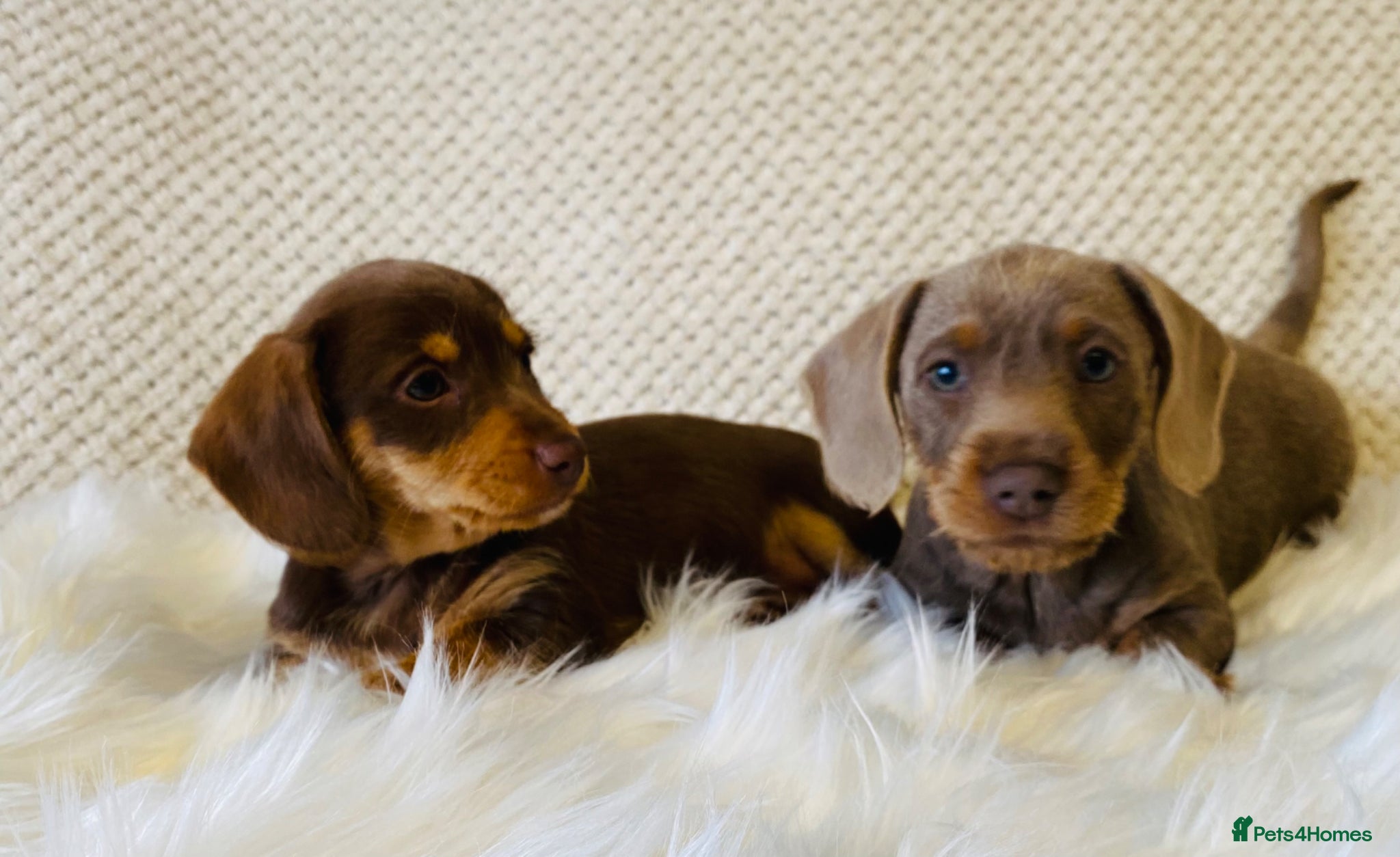 Miniature Dachshund dogs Miniture Dachshund Pups - Advert 5