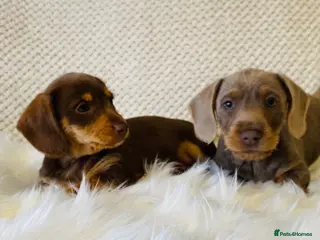 Miniature Dachshund dogs Miniture Dachshund Pups - Advert 2