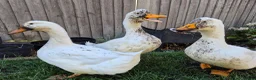 Ducks poultry for sale: Aylesbury Ducks in Tonbridge - Advert 8
