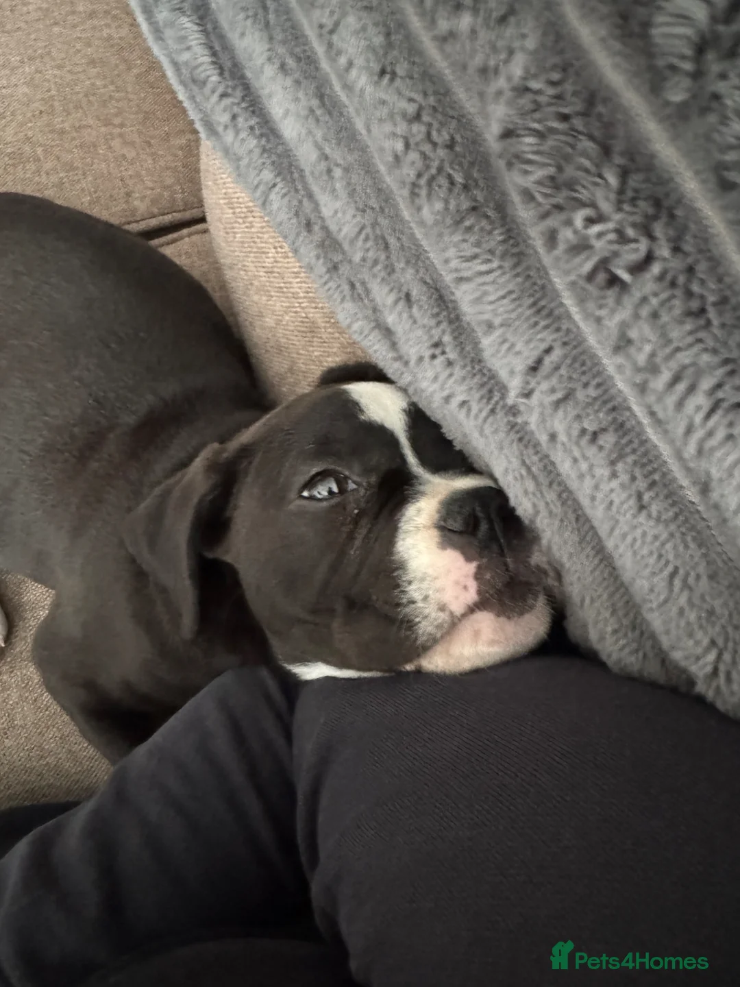 Mixed Breed dogs for sale: Beautiful Beau 1 year old female - Advert 6