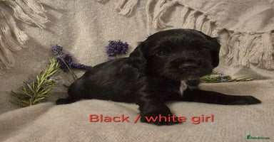 Cocker Spaniel dogs - Advert 3