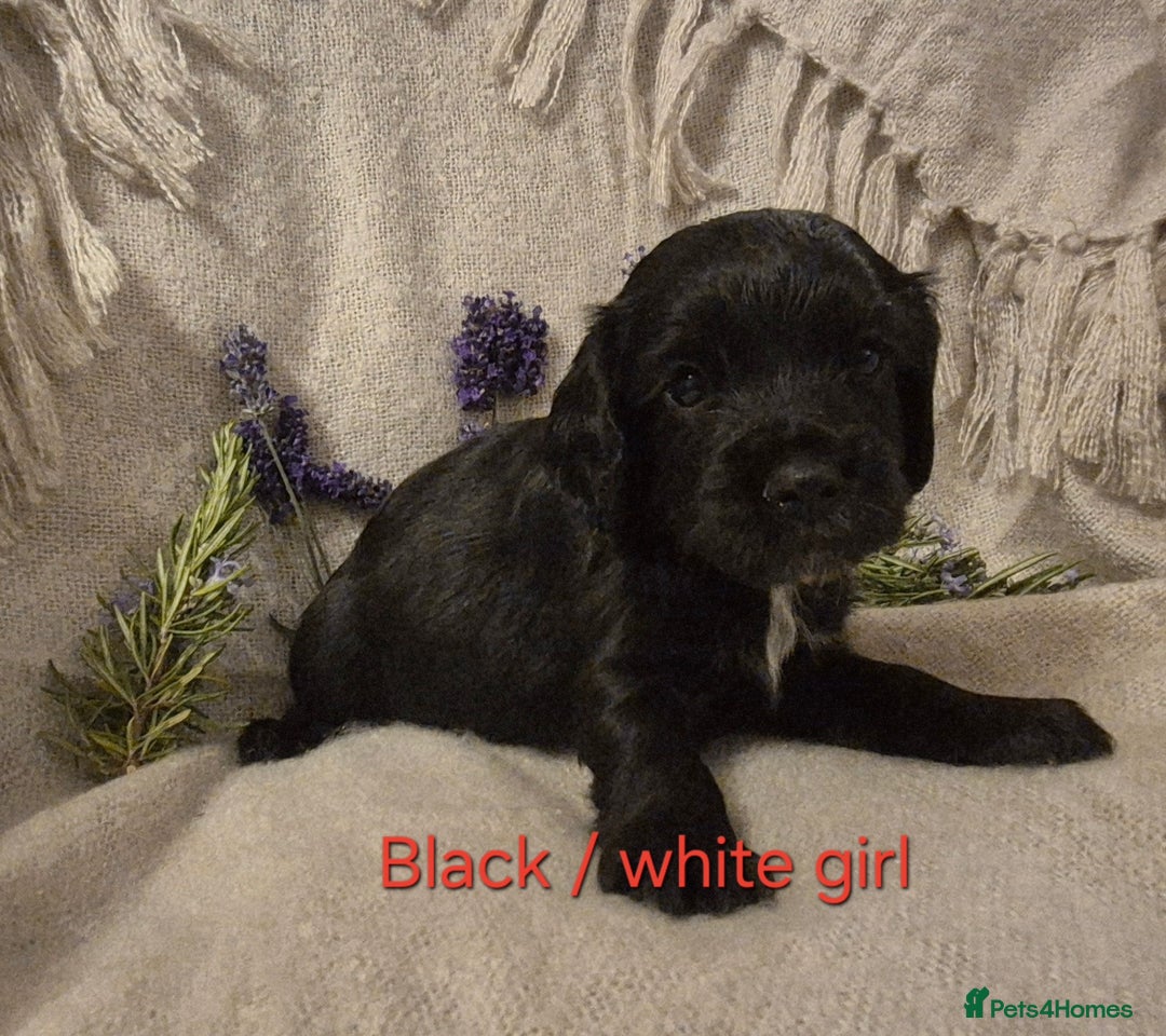 Cocker Spaniel dogs for sale: Exceptional KC Reg Working Cocker Spaniel Puppies - Image 3