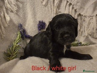 Cocker Spaniel dogs Exceptional KC Reg Working Cocker Spaniel Puppies - Advert 5