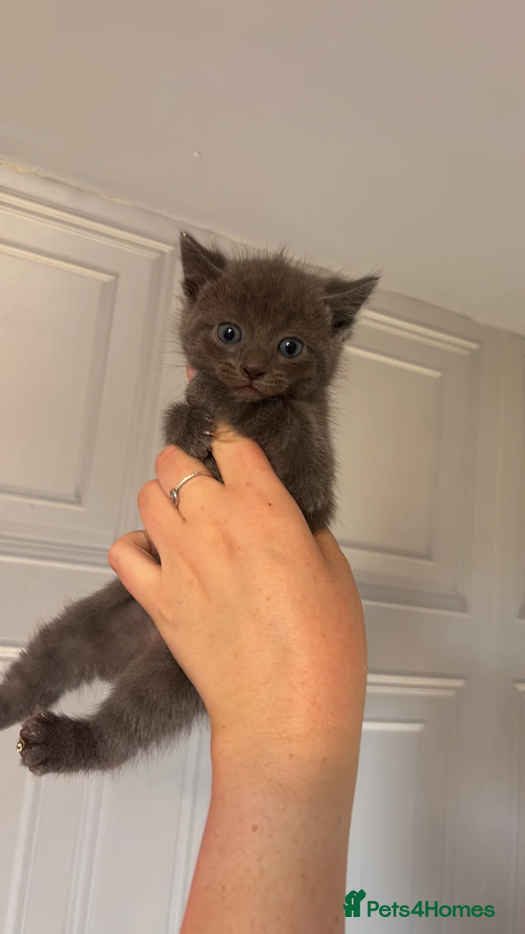 Ragdoll cats for sale: Half ragdoll kittens  - Advert 2