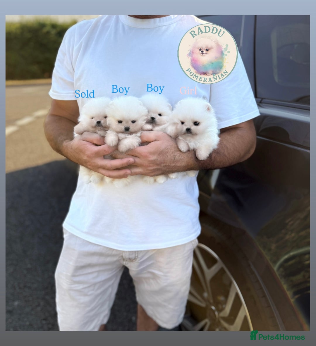 Pomeranian dogs for sale: Champion line🏆 Teddy Face 🧸 - Image 4
