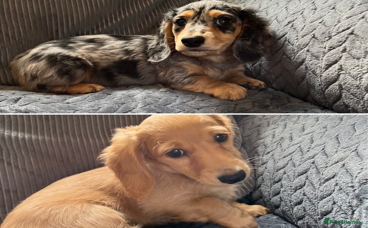 Miniature Dachshund dogs in Sittingbourne - Advert 16