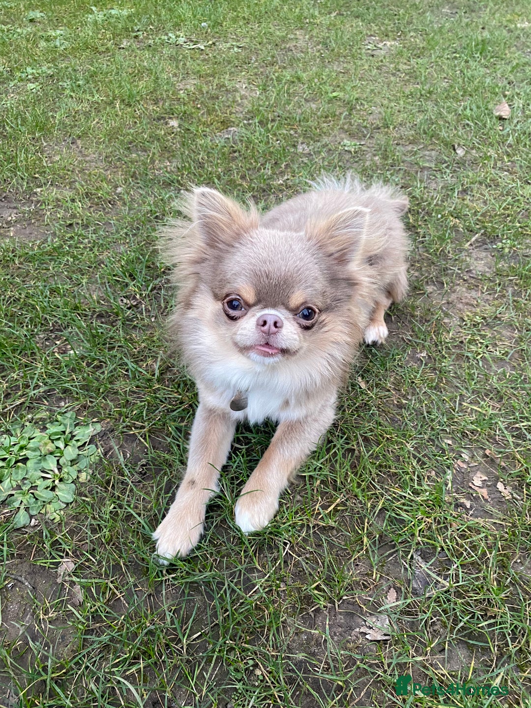 Chihuahua dogs for stud: Adorable long coat Chihuahua with 4 generations ❤️ in Dorchester - Image 8